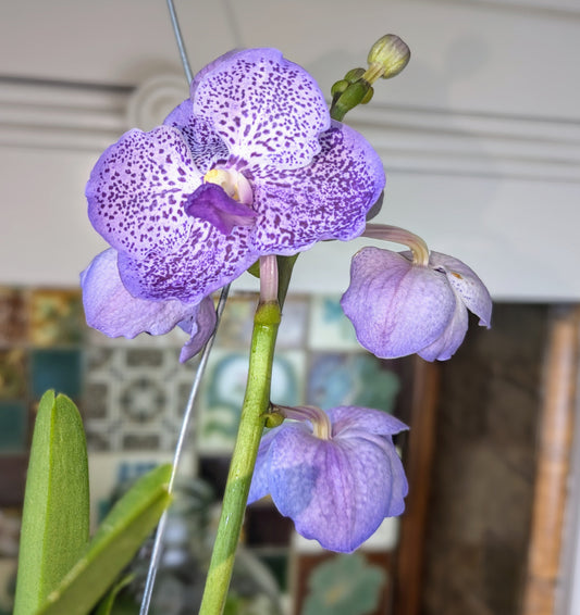 Purple orchid with a blurred indoor background