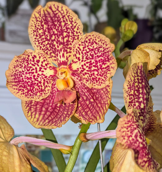 Colorful orchid with pink and yellow flowers in a blurred indoor setting
