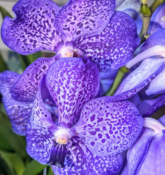 Close-up of a vibrant purple orchid with a blurred background