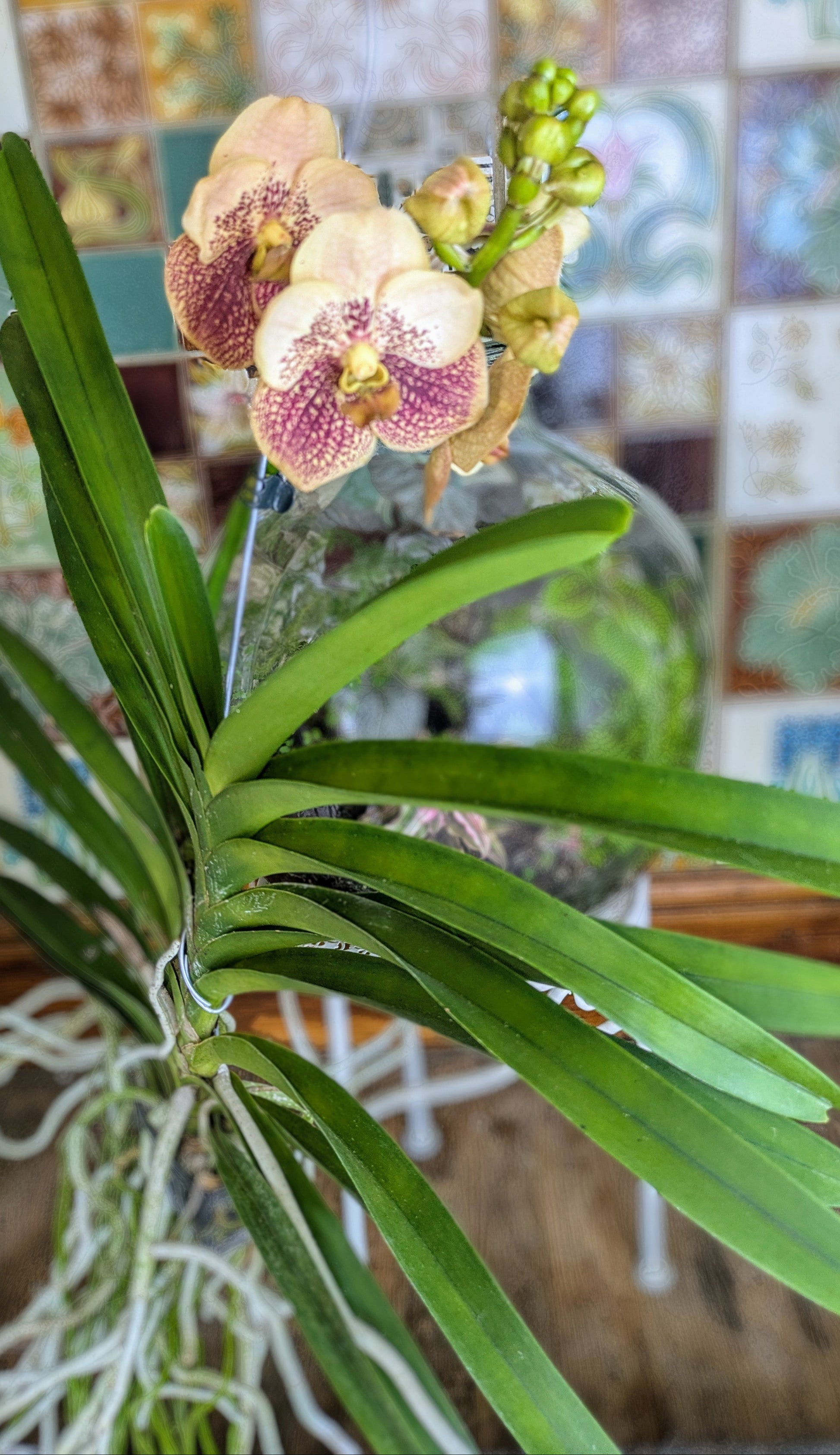 Orchid plant with pink and white flowers against a decorative mirror background