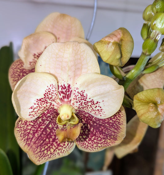 Close-up of a pink and white orchid with green leaves in the background