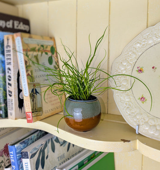Juncus spiralis in 6 cm pot