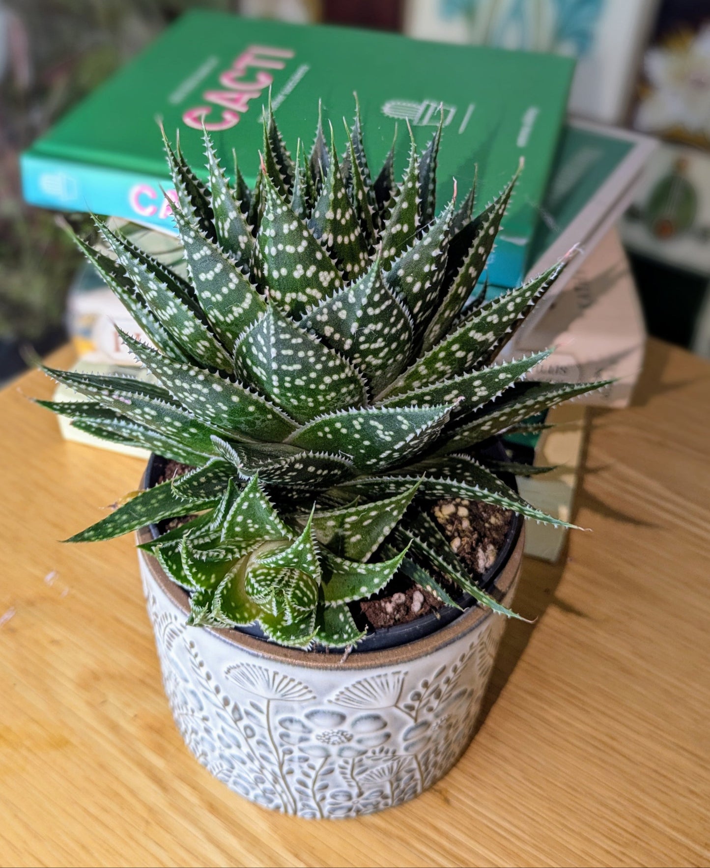 Potted succulent plant on a wooden surface with a blurred background
