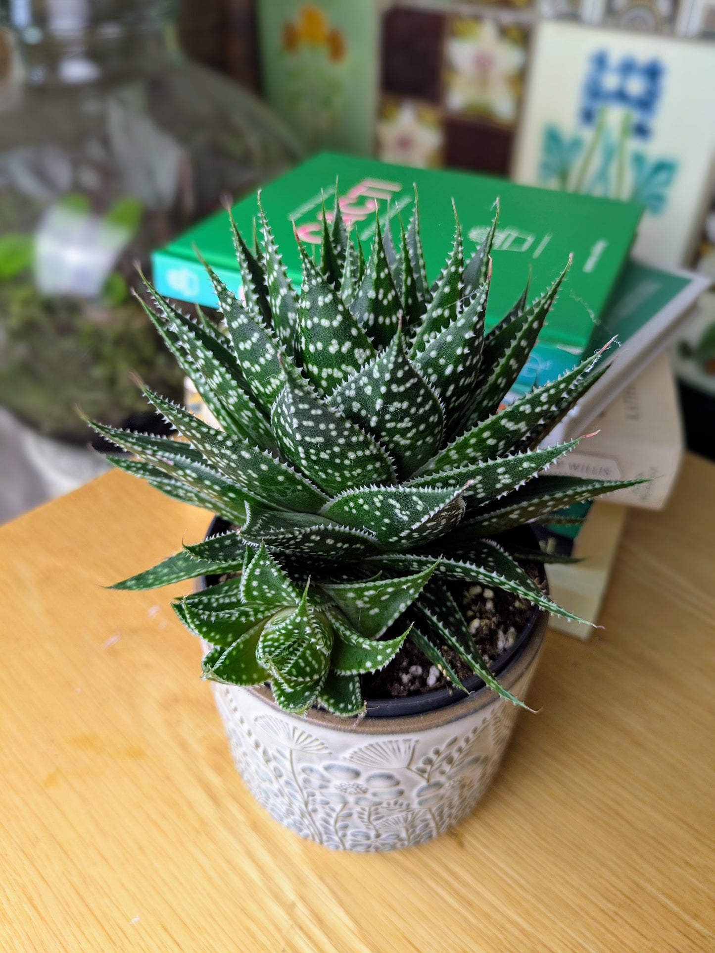 Gasteria hybride 'Aurora' in 10 cm pot