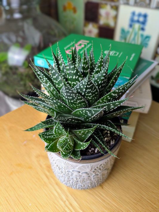 Gasteria hybride 'Aurora' in 10 cm pot