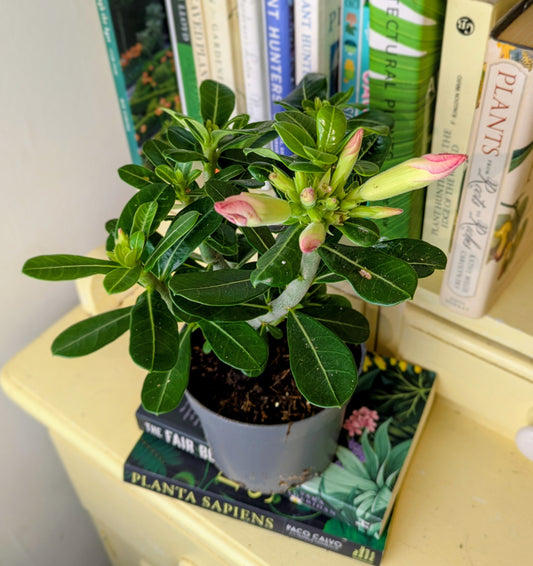 Small potted plant on a shelf with books