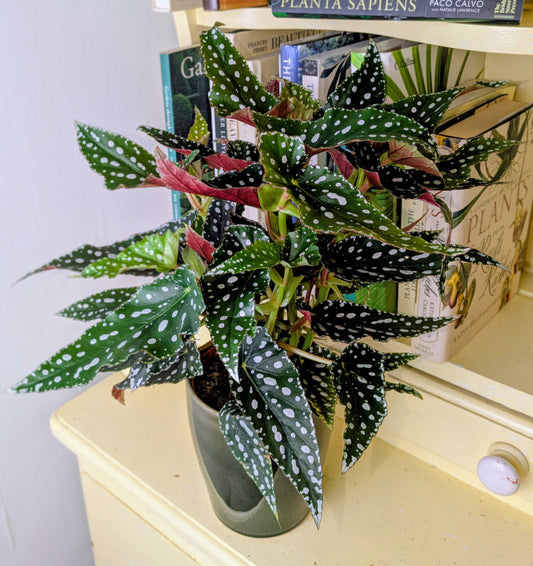 Potted plant on a shelf with books in the background