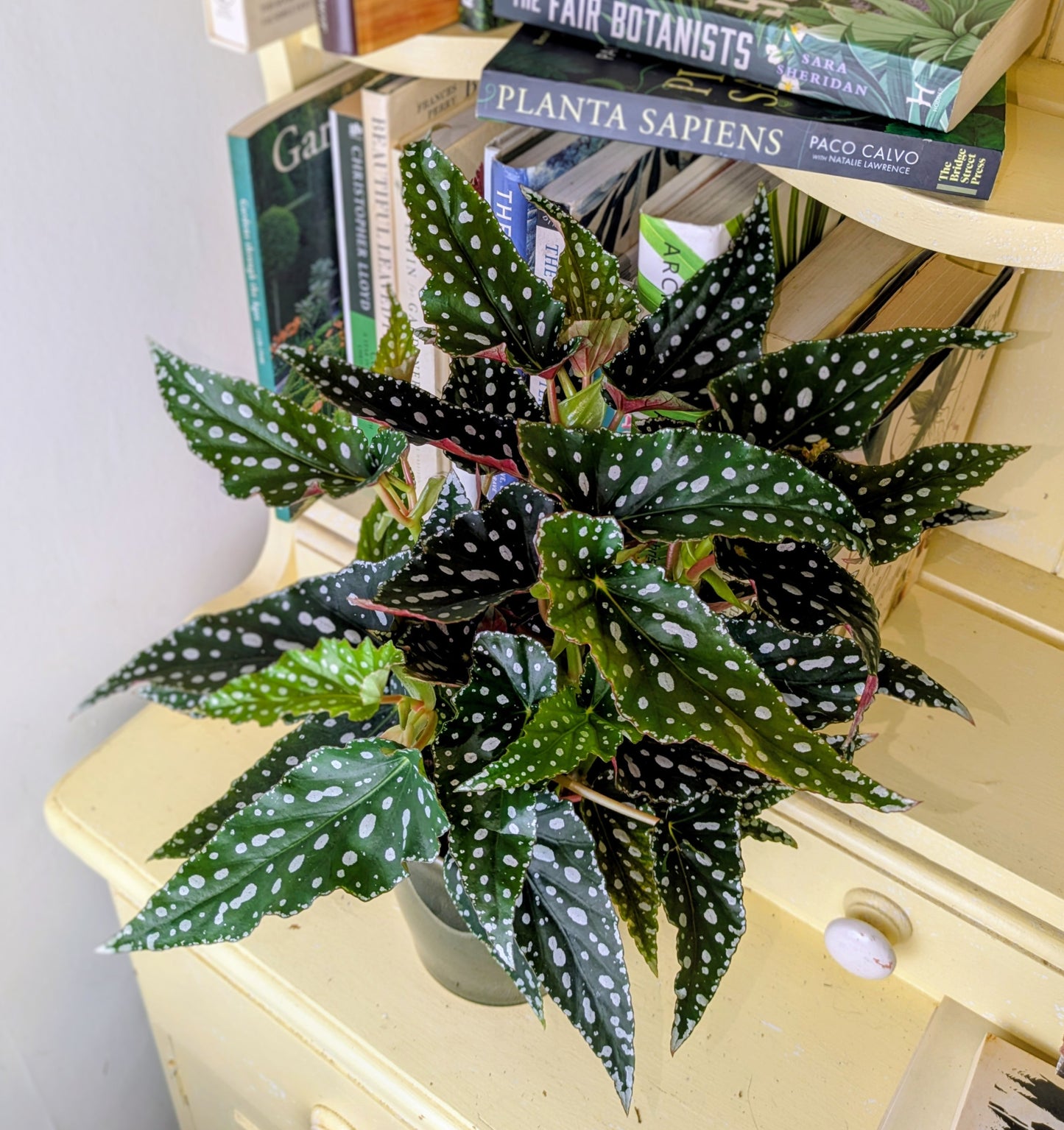 Begonia maculata  'Spotlight Green' in 12 cm pot