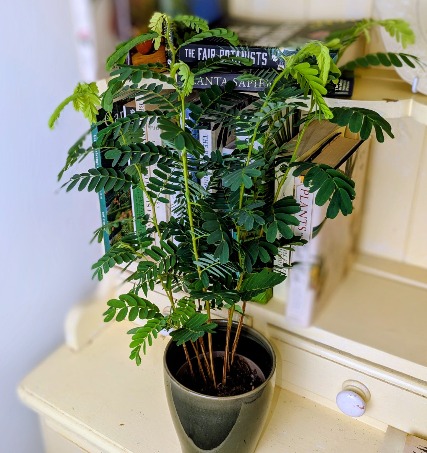 Potted plant on a surface with books in the background