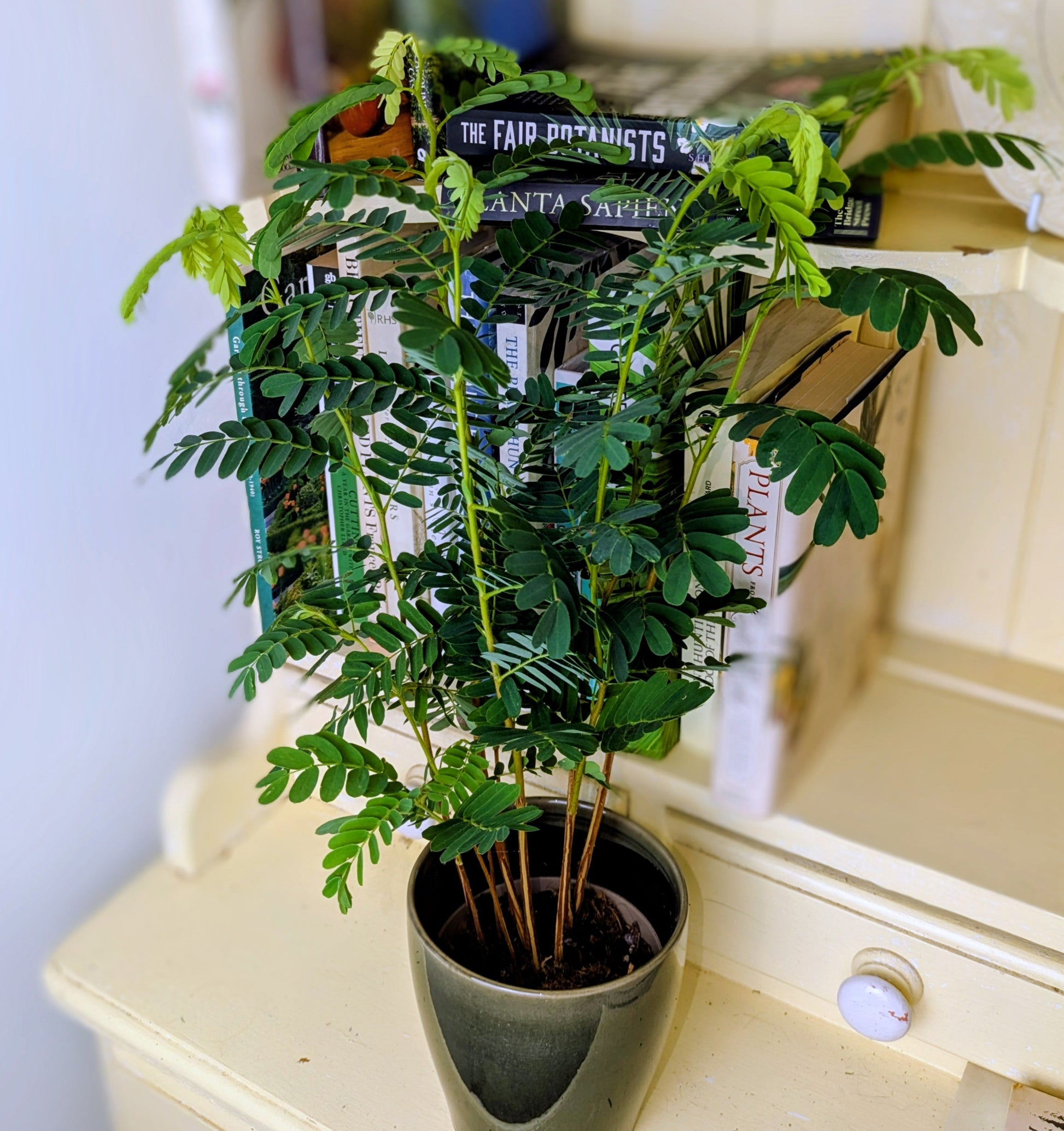 Potted plant on a surface with books in the background