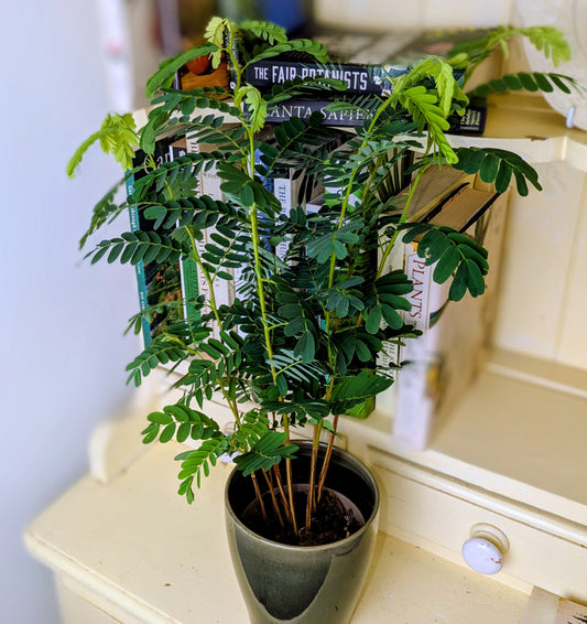 Potted plant on a surface with books in the background