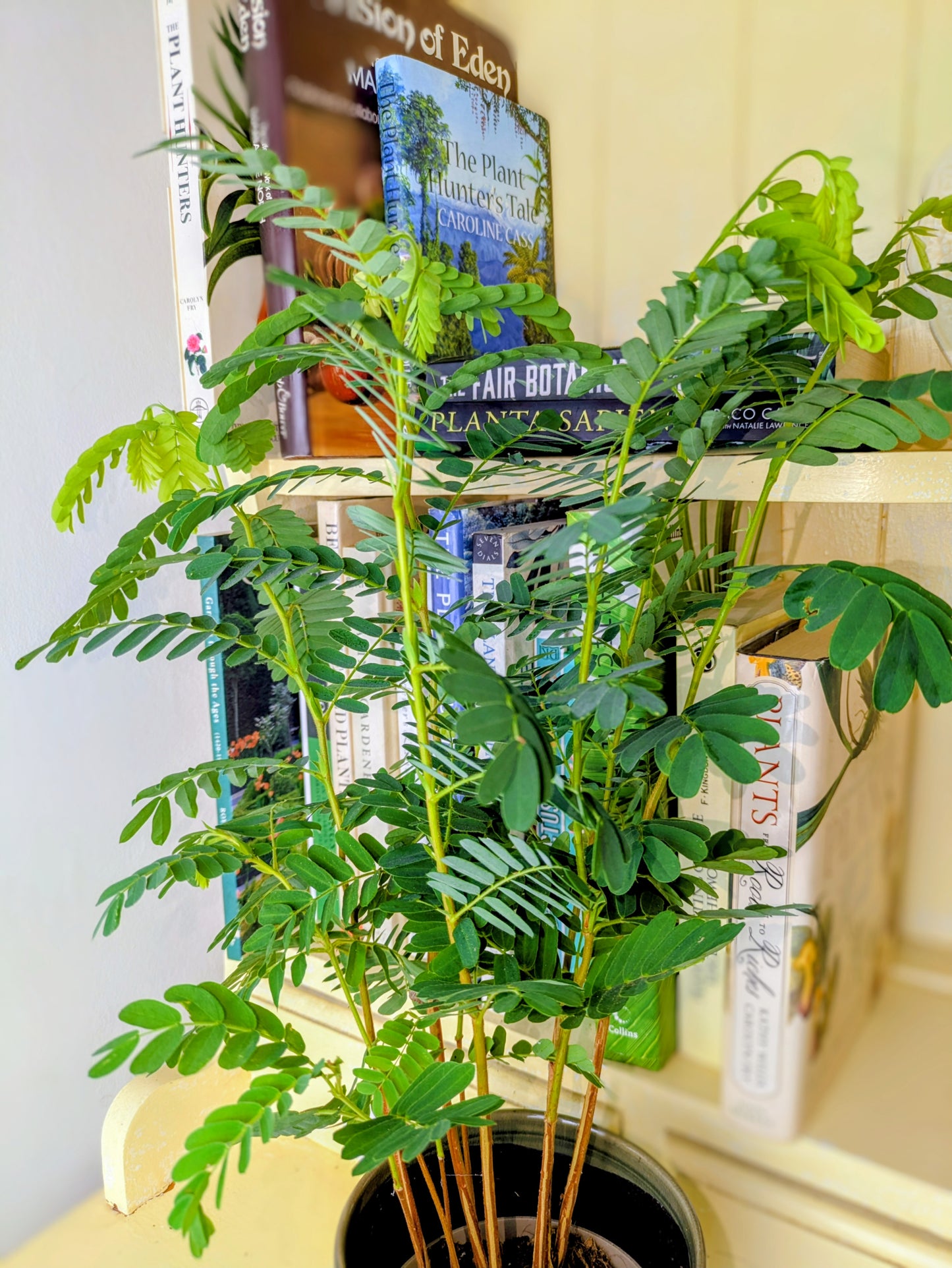 Tamarind (Tamarindus indica) in 11 cm pot