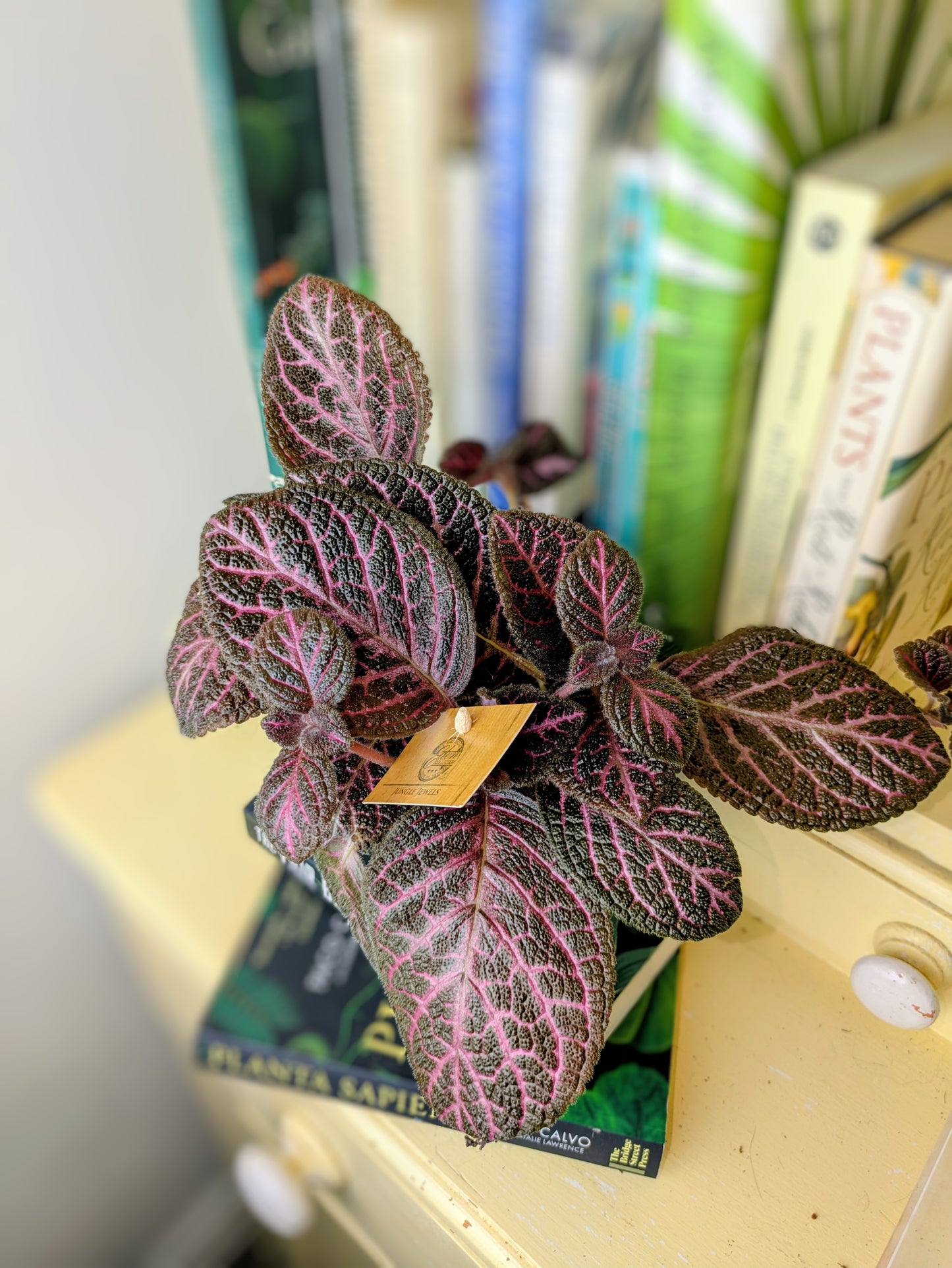 Episcia - Flame Violet in 12 cm pot