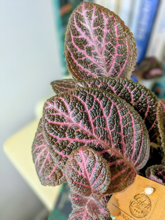 Episcia - Flame Violet in 12 cm pot