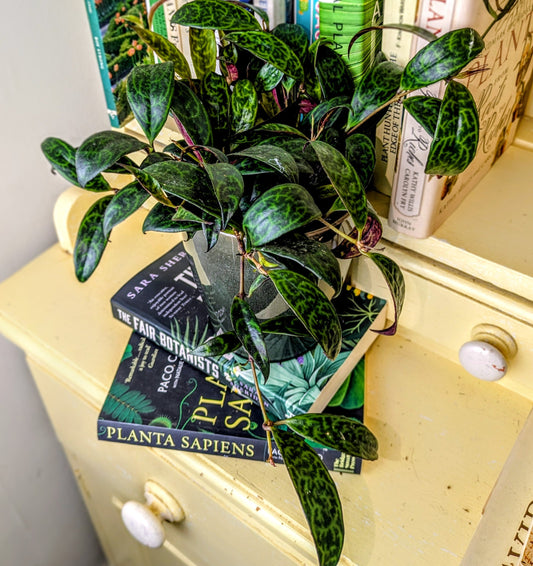 Plant on a shelf with books and a plant-themed book titled 'Planta Sapiens'.