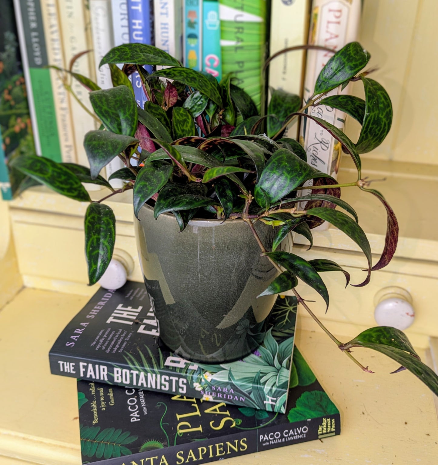 Potted plant on a shelf with books