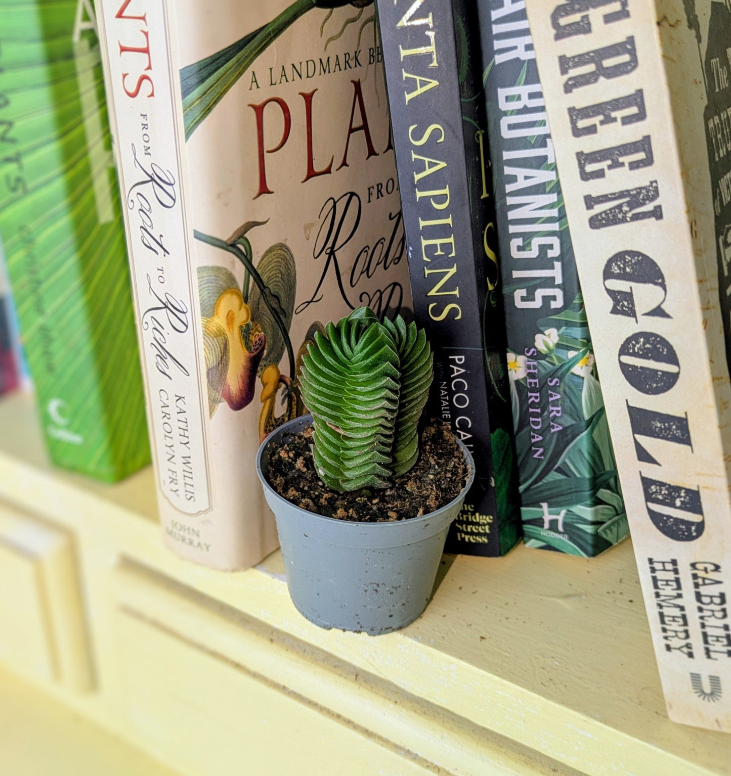Collection of books on a shelf with a small potted plant