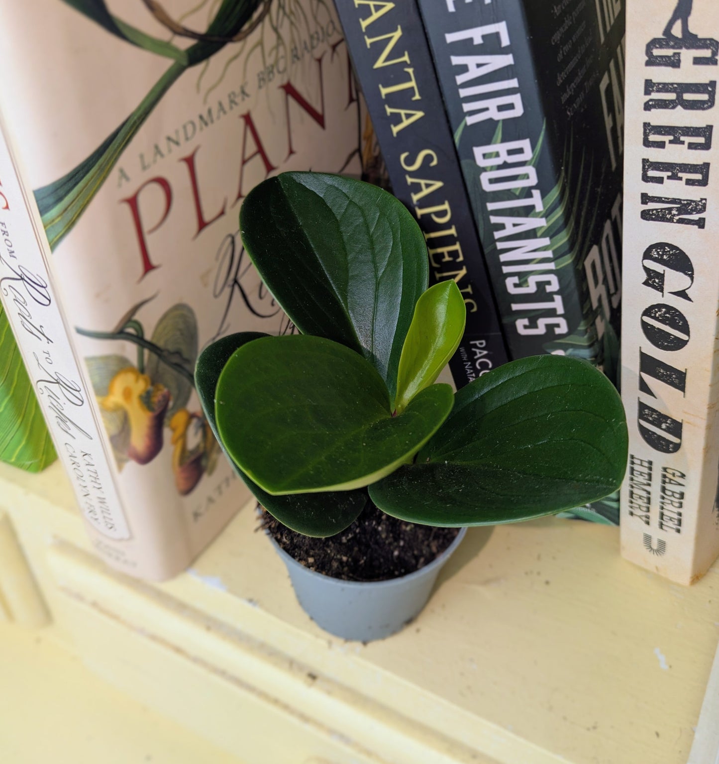 Peperomia obtusifolia 'Green' Baby houseplant in 6 cm pot