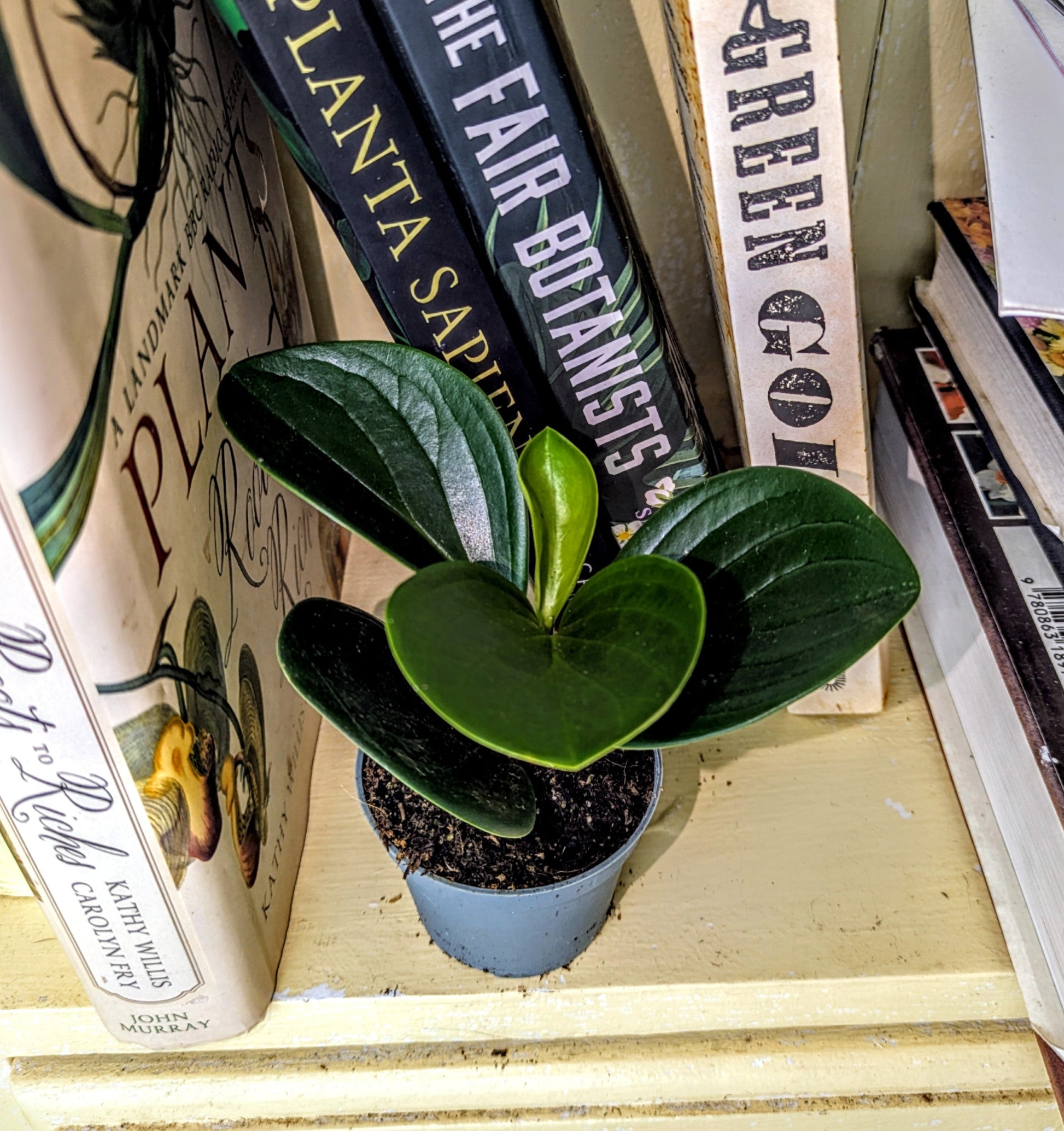 Small potted plant on a shelf with books around it