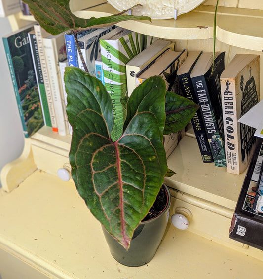 Potted plant on a shelf with books and decorative items