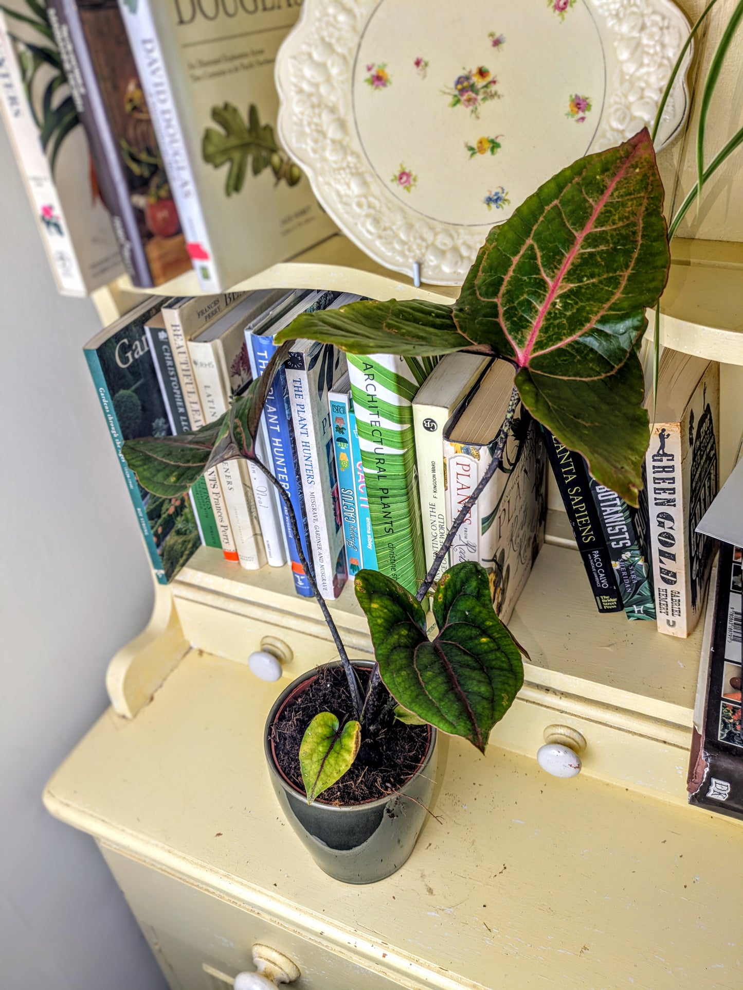 Alocasia 'Black Jack' / Cyrtosperma johnstonii in 12 cm pot
