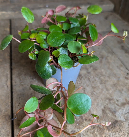 Peperomia Pepperspot in 6 cm pot