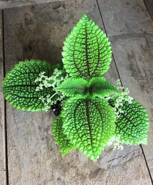 Pilea 'Moon Valley in 6 cm pot