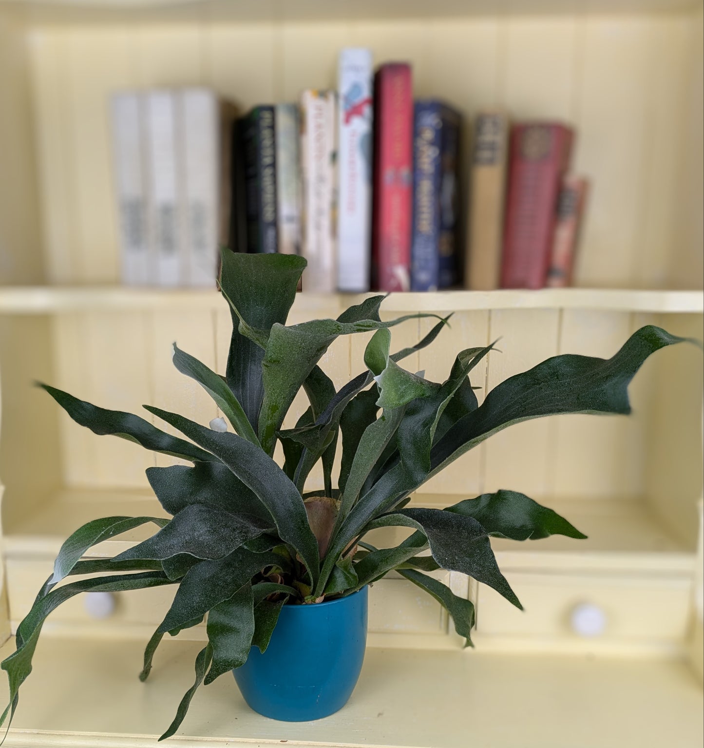 Platycerium bifucatum Stag Horn Fern  in 12 cm pot