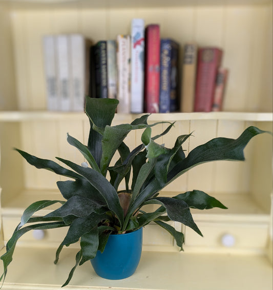 Platycerium bifucatum Stag Horn Fern  in 12 cm pot