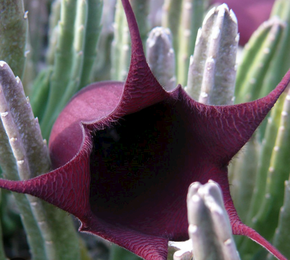 Stapelia leendertzia in 5 cm pot