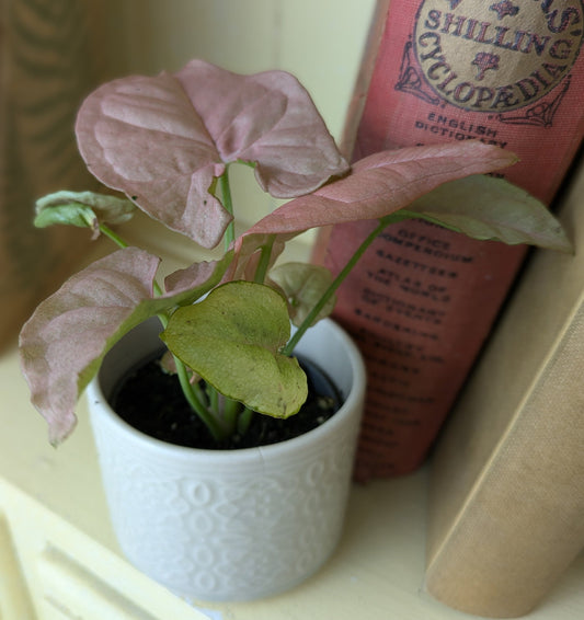 close up of pink blush arrow head shaped leaf next to a book for effect 