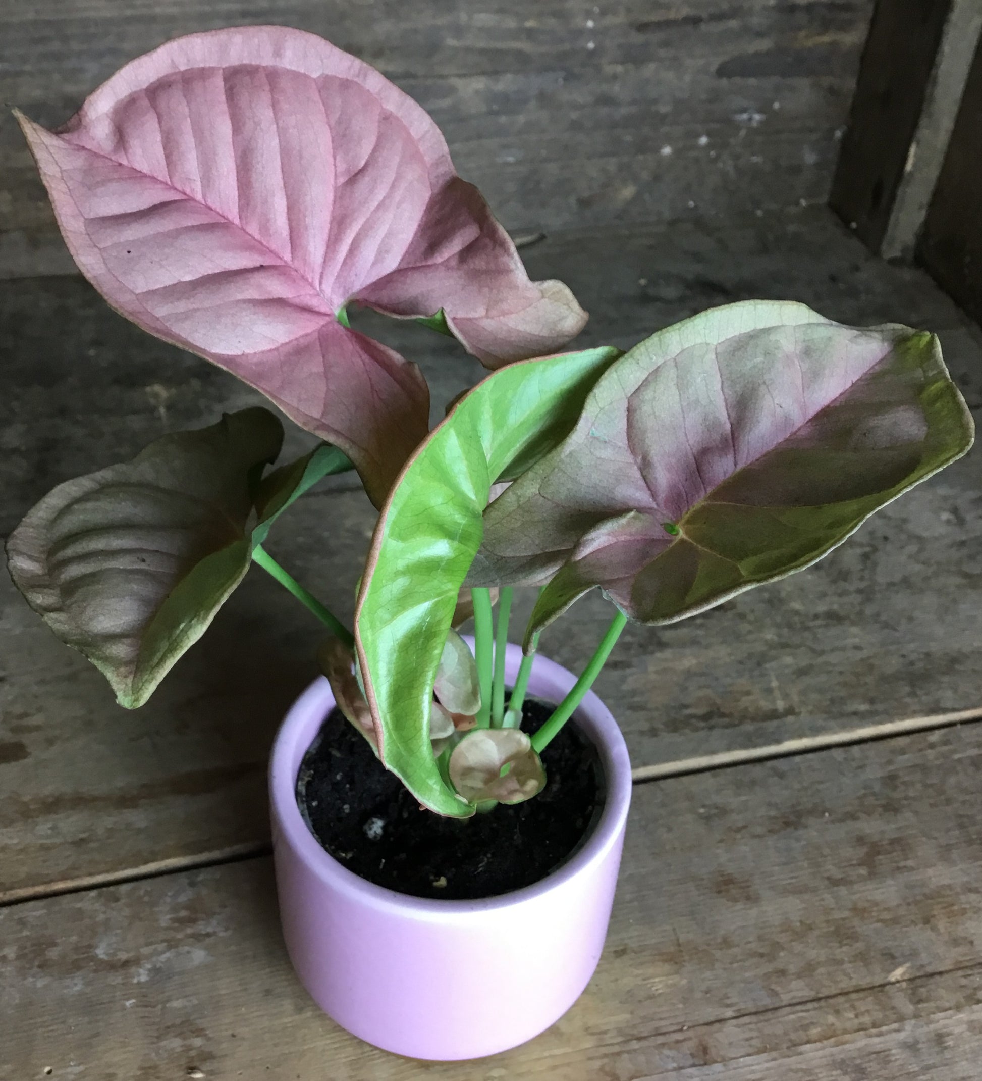 close up of pink blush leaf in a white pot with green underside of leaf on show