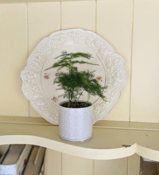 asparagus fern on yellow shelf with ornamental plate behind for decoration 