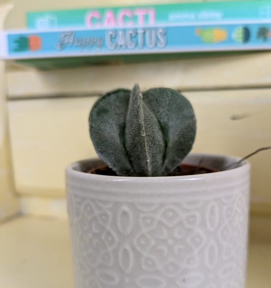 close up of astrophytum sitting with cactus books blurred in background for effect 