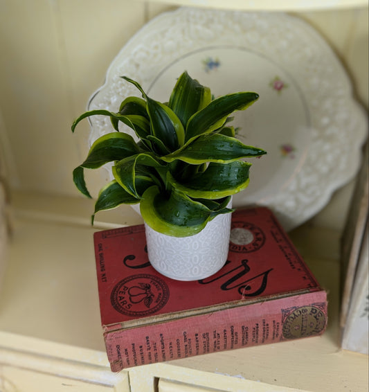 the twisting wide leaves of the dracanea twist with lime green margins and dark green centre