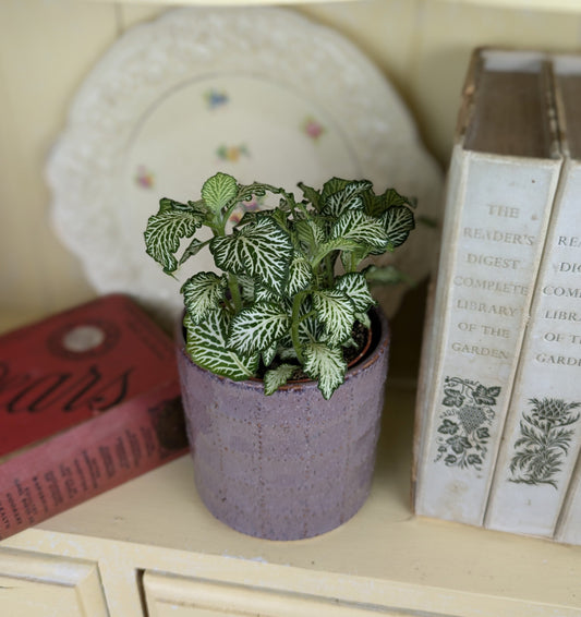 close up of green and white veined leaves of the fittonia 