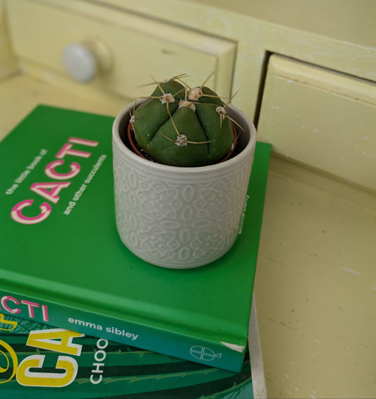 dome shaped cactus with long thin spines 