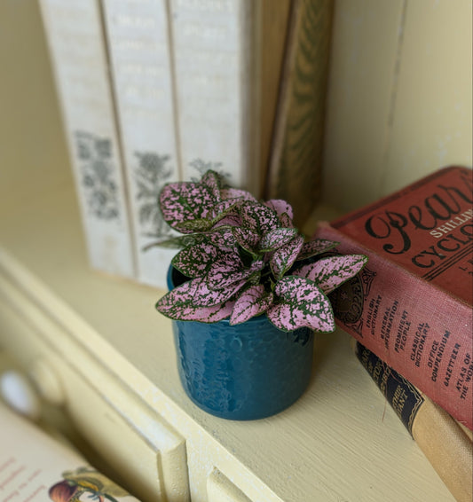 pretty pink and green mottled leaf of the hypoestes in 6 cm pot 