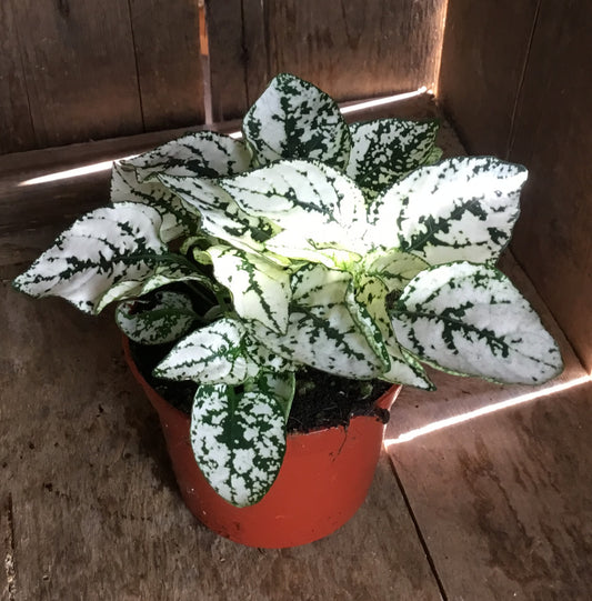 white leaf with green veining of the hypoestes with light shining through casting shadows 