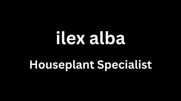 ilex alba houseplants 