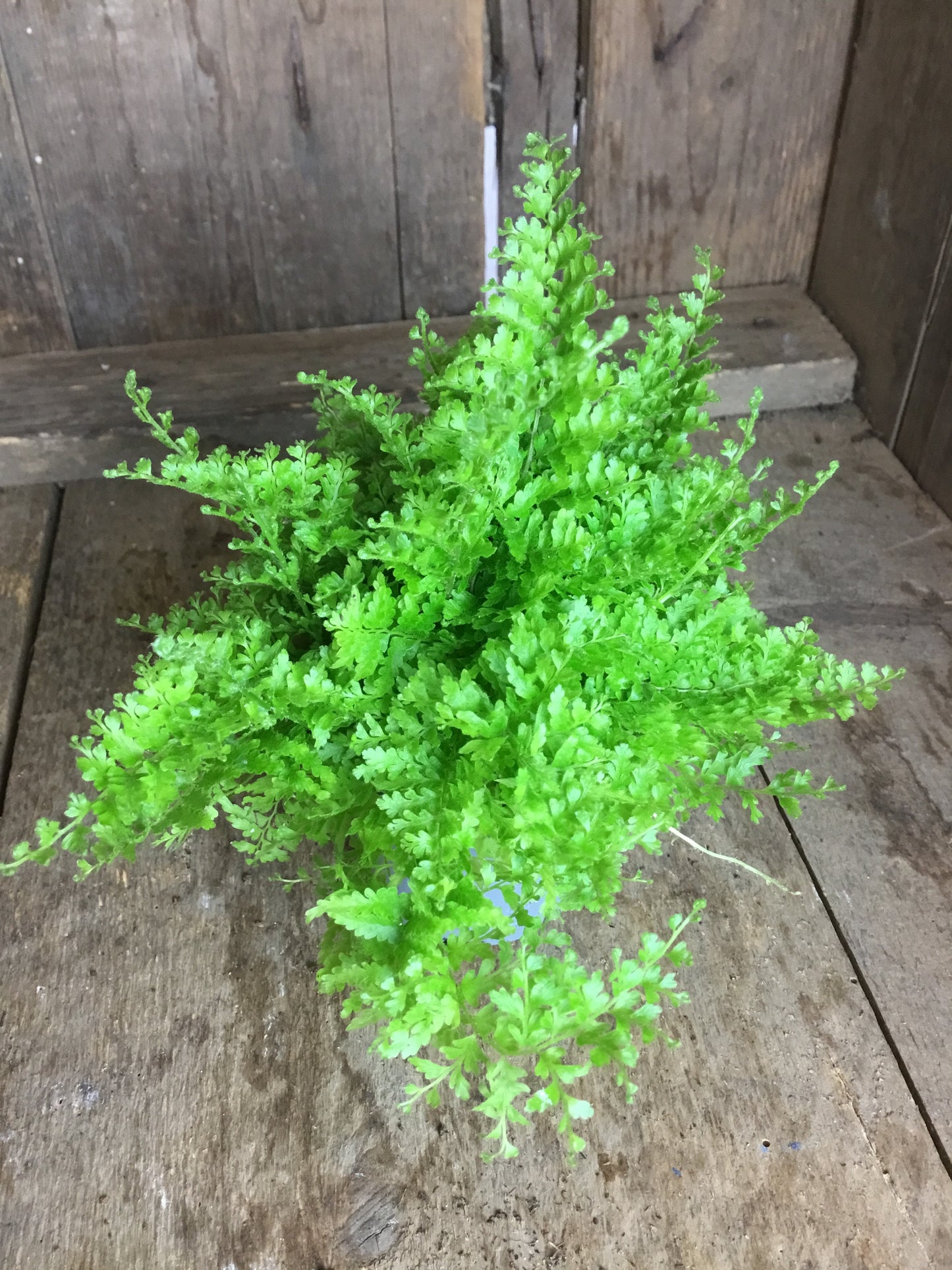 Nephrolepis exaltata 'Cotton Candy'  in 6 cm pot