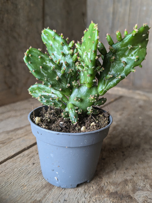 Opuntia monacantha in 6 cm pot